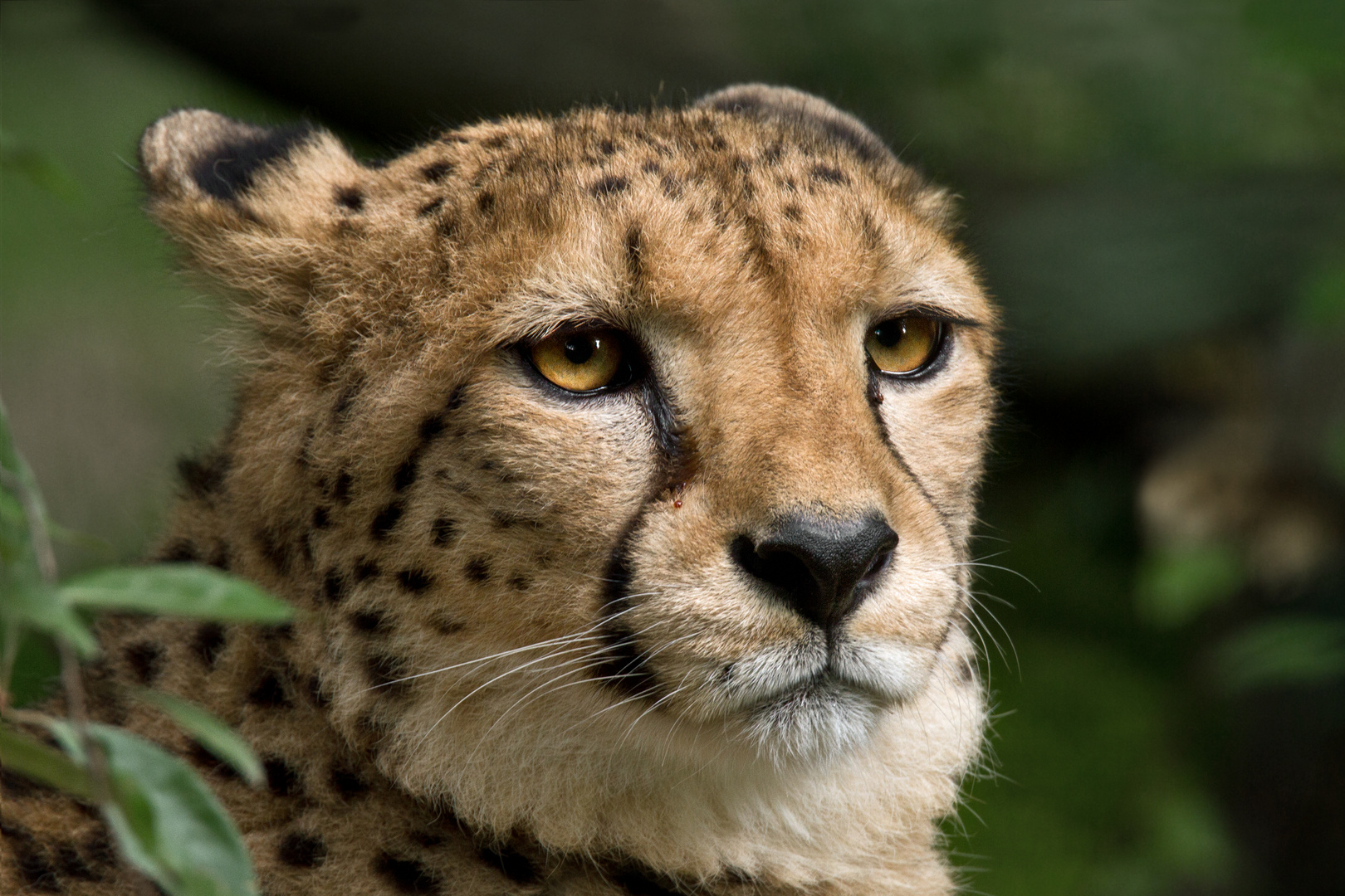 Gepard