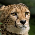 Gepard