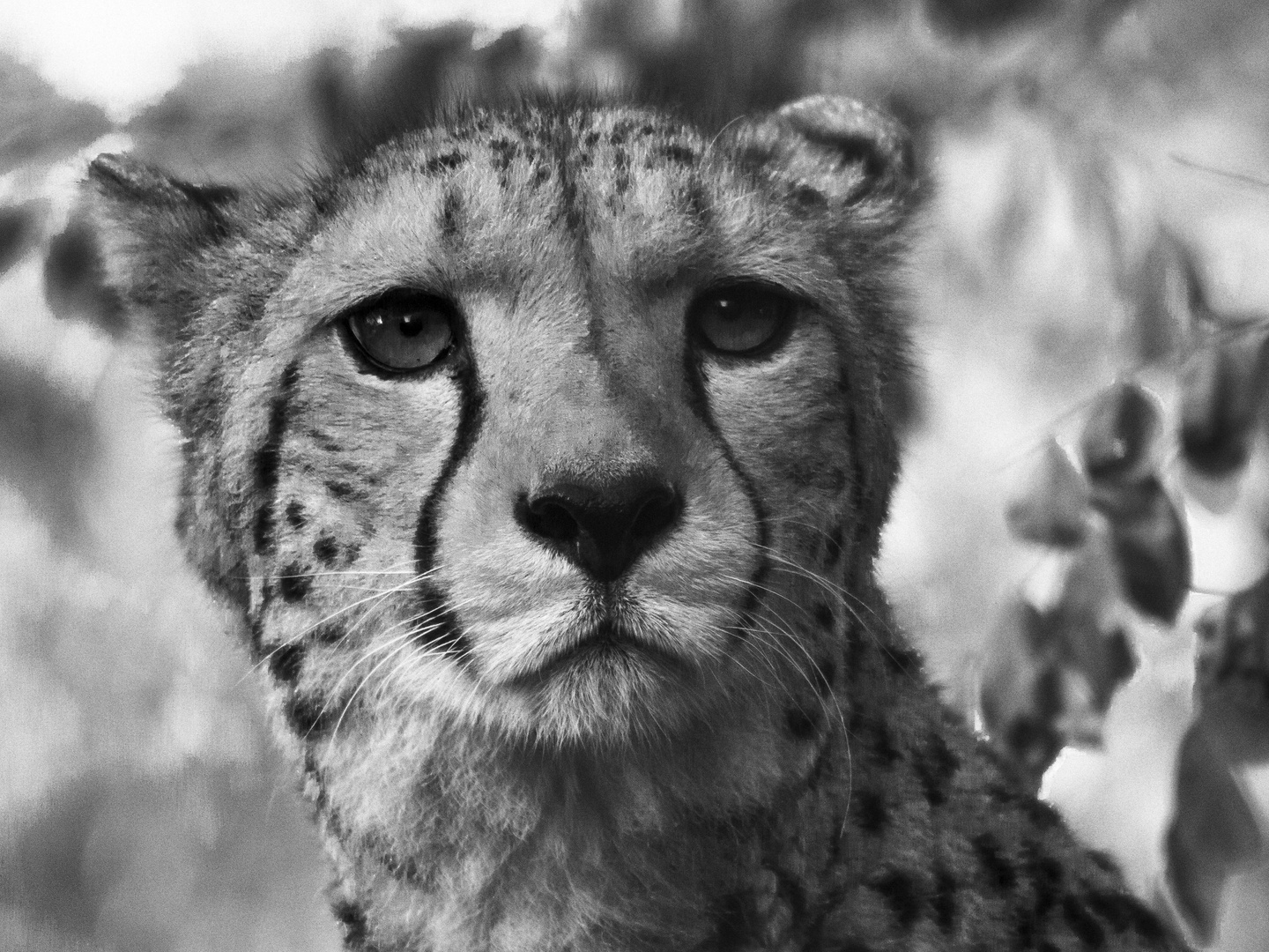 Gepard