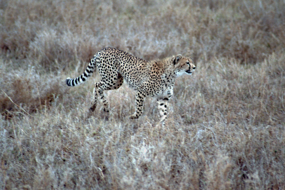 Gepard