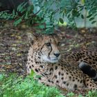 Gepard