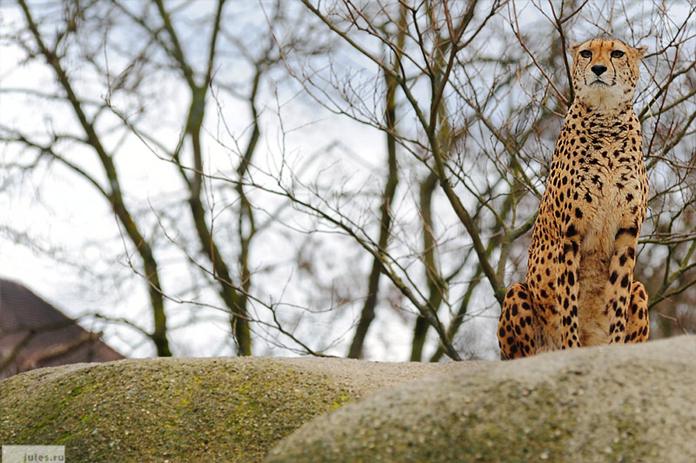 Gepard