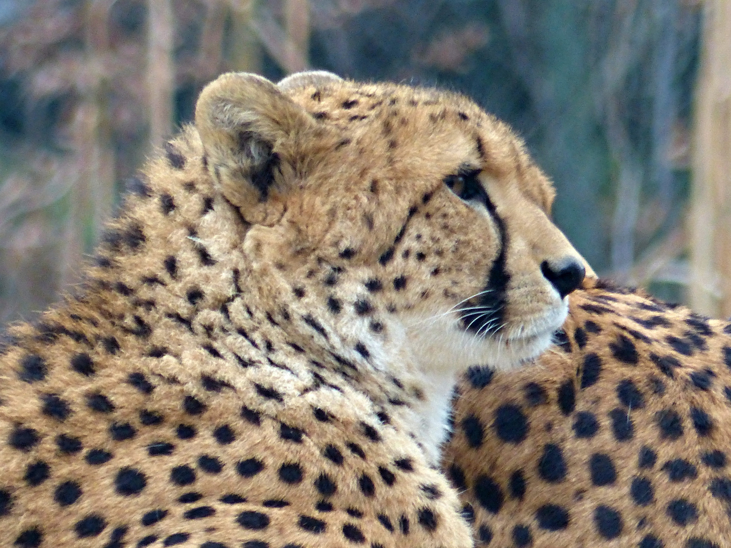 GEPARD