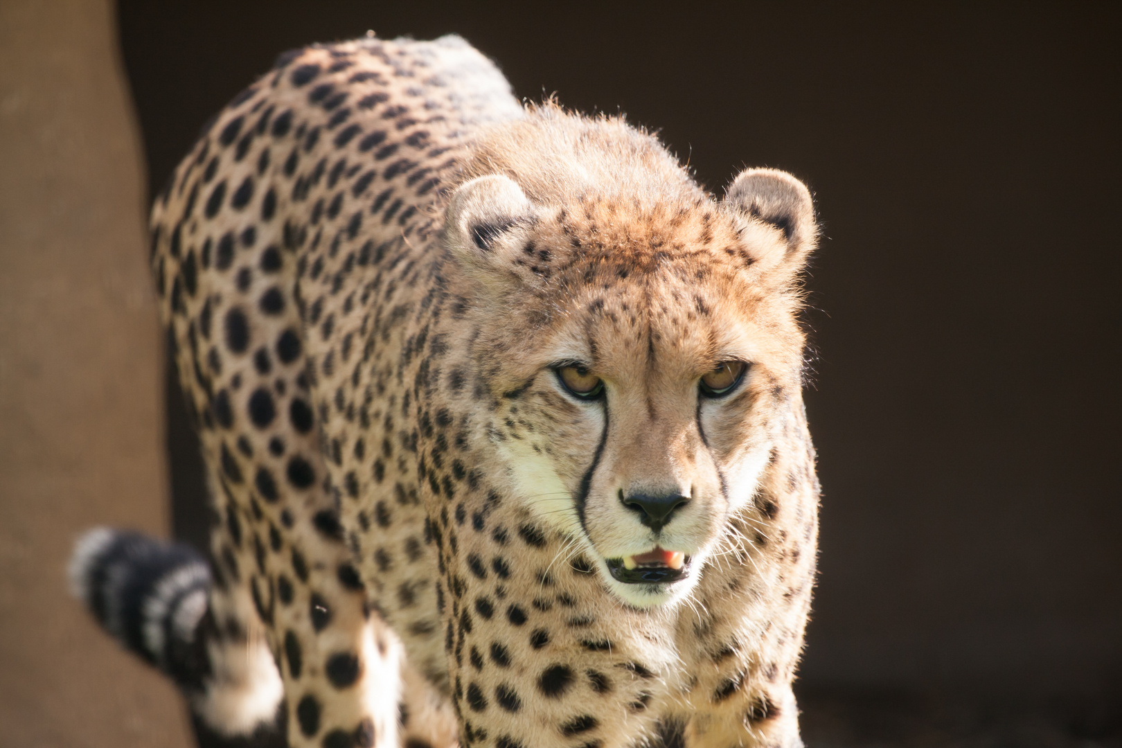 Gepard