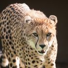 Gepard