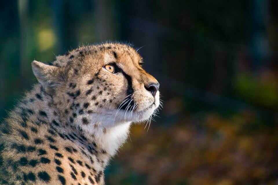 Gepard