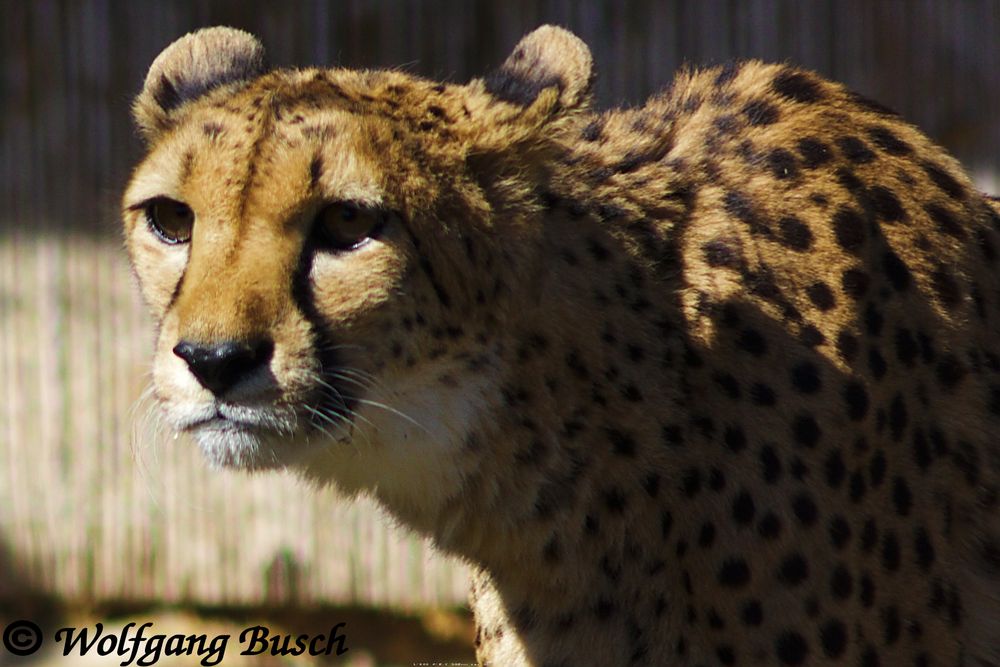 Gepard