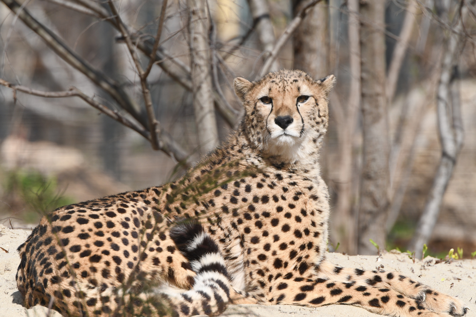 Gepard