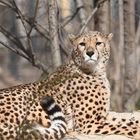 Gepard