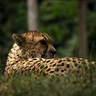 Gepard