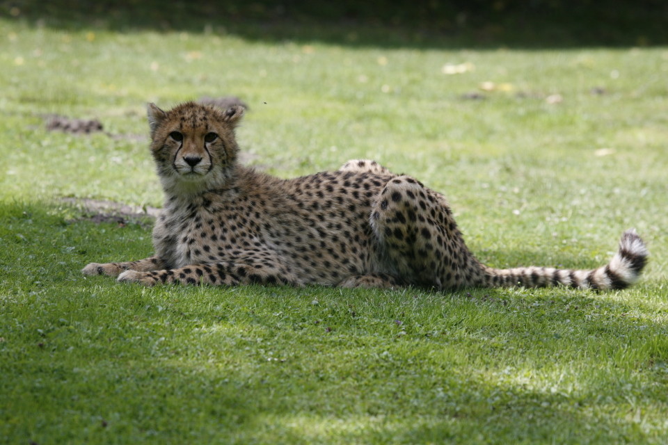 gepard