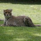 gepard