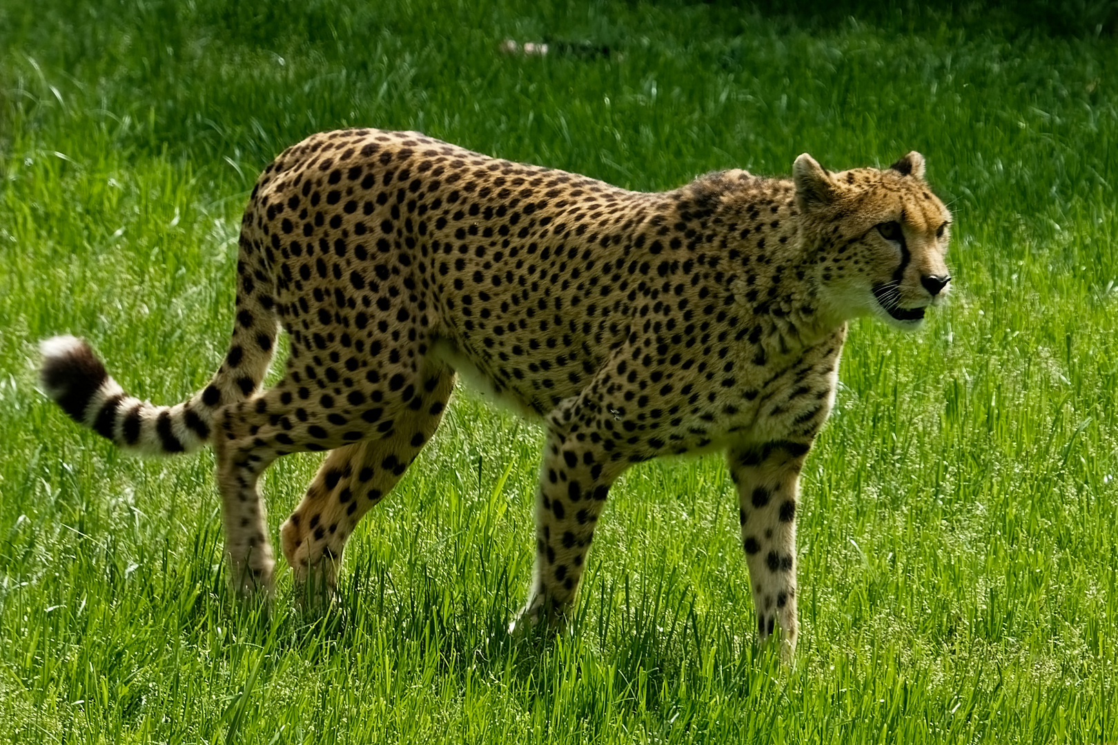 Gepard 