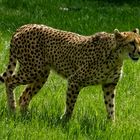 Gepard 