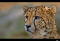 Gepard