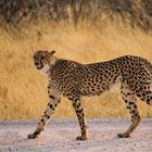 Gepard 