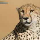 Gepard