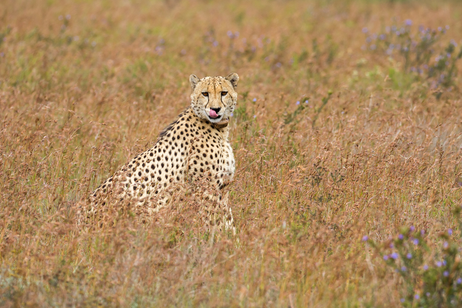 Gepard