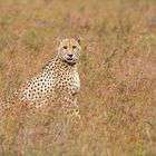 Gepard