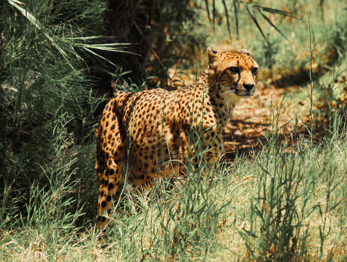 Gepard