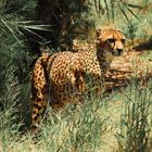 Gepard