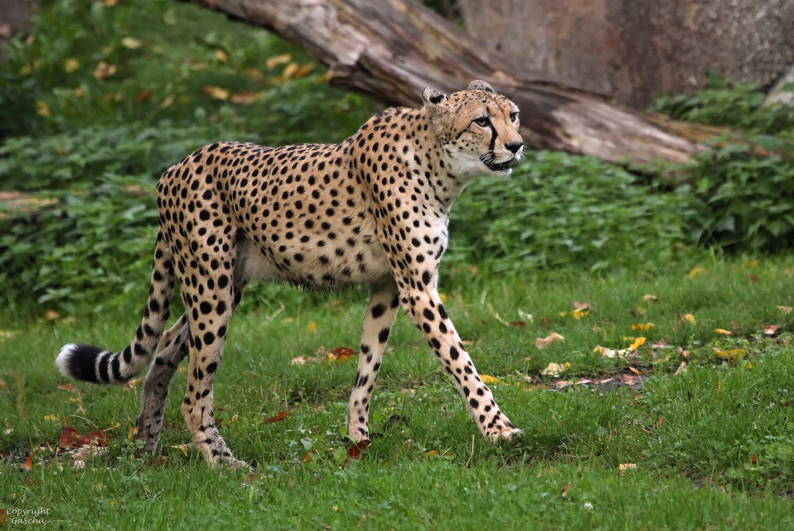 Gepard