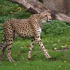 Gepard