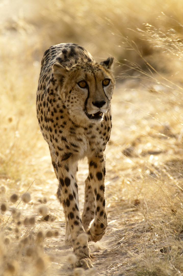 Gepard