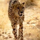 Gepard