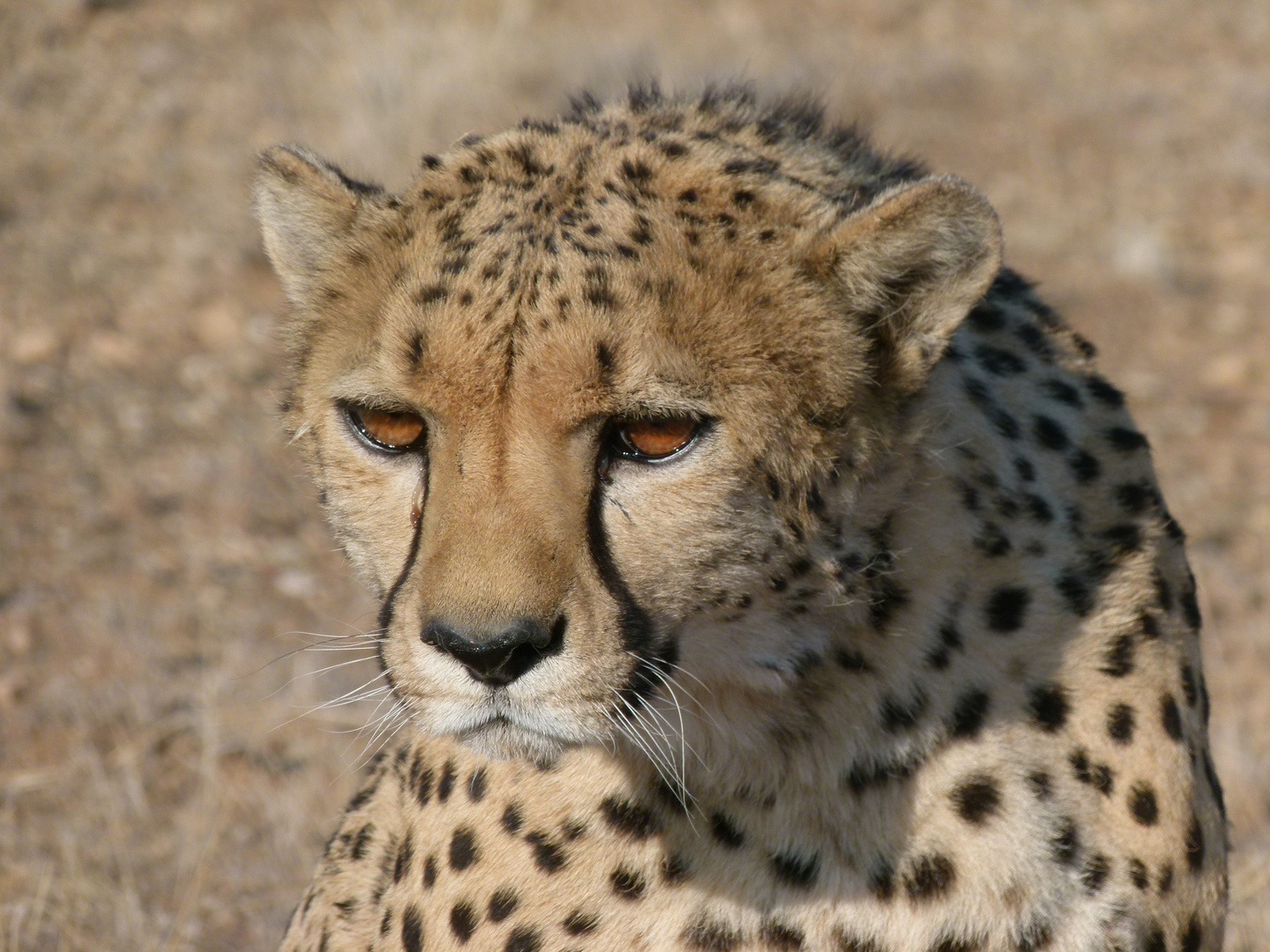 Gepard 