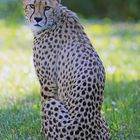 Gepard