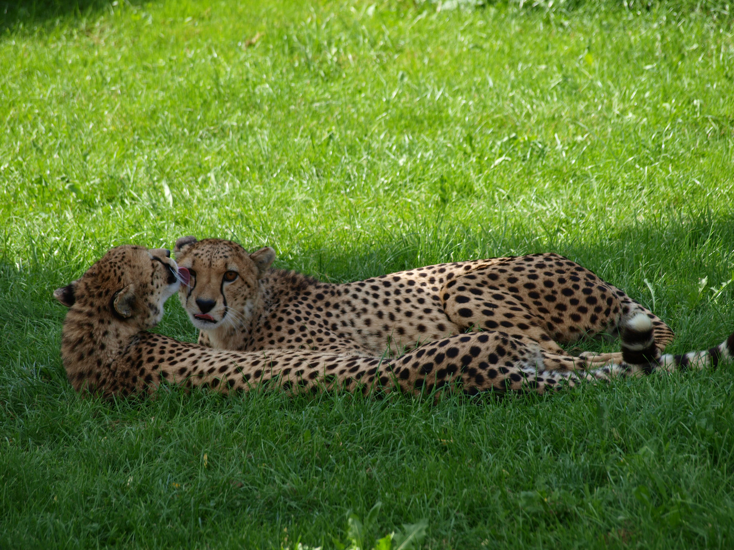 Gepard