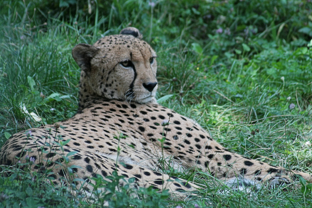 Gepard