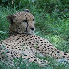 Gepard