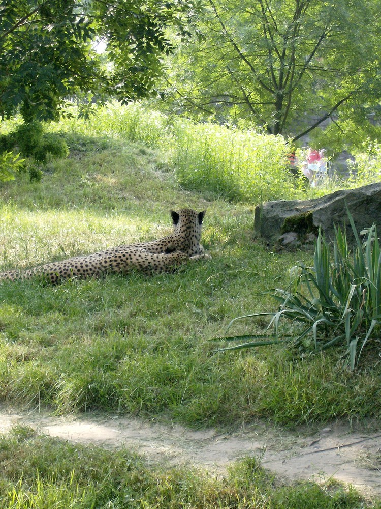 Gepard =)