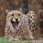 Gepard