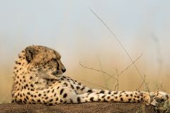 Gepard