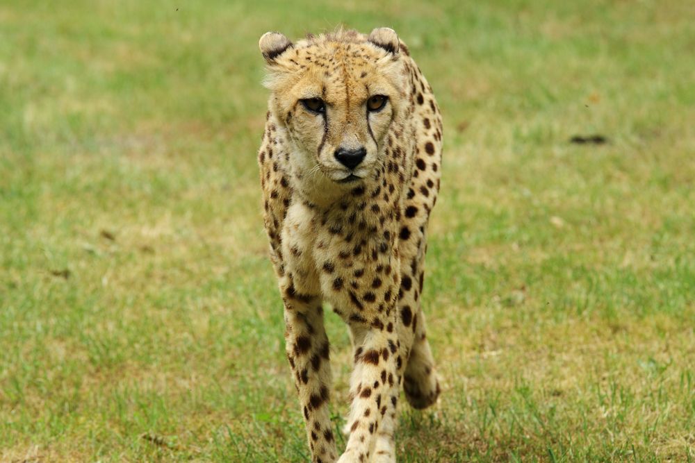 Gepard