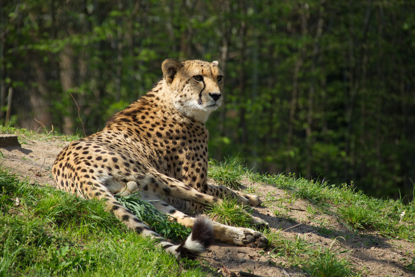 Gepard