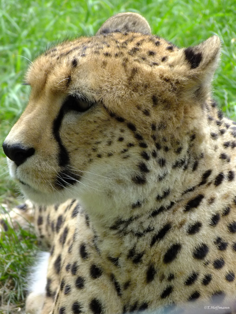 Gepard