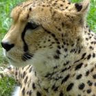 Gepard