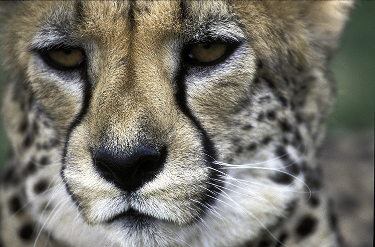 Gepard