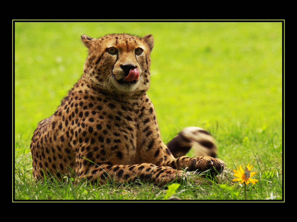 Gepard