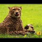 Gepard