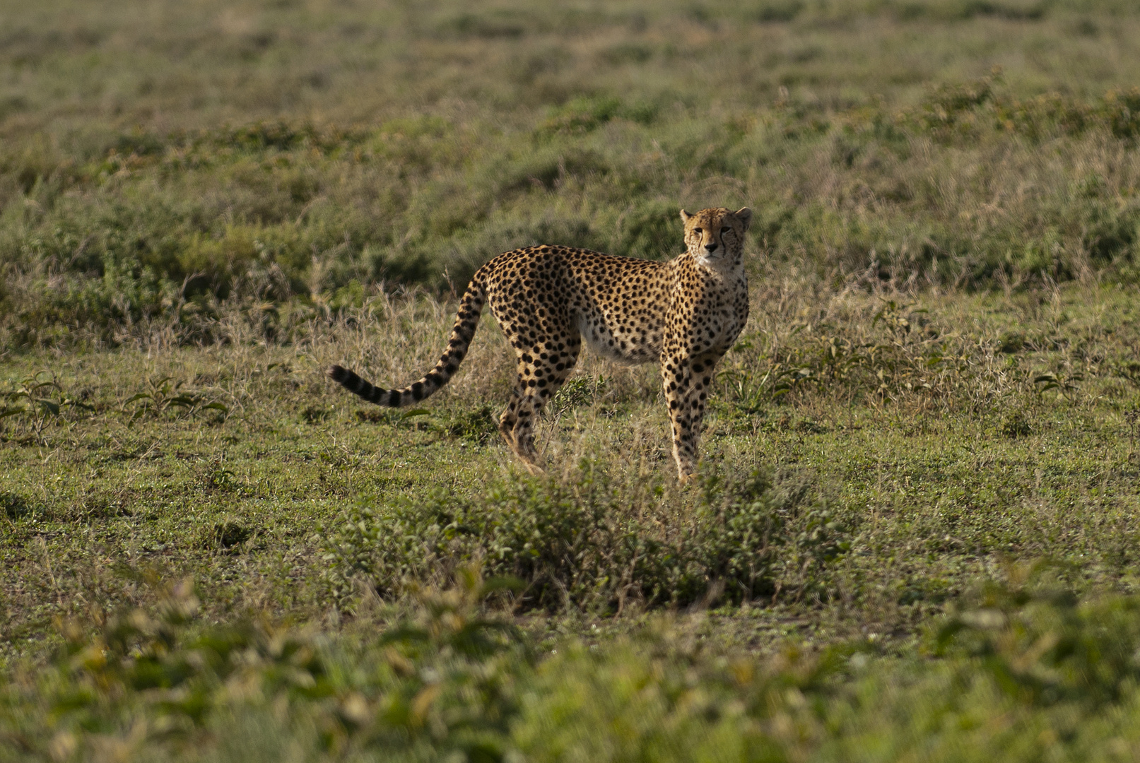 Gepard