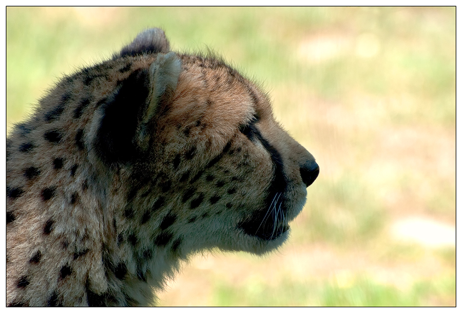 Gepard