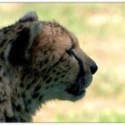 Gepard