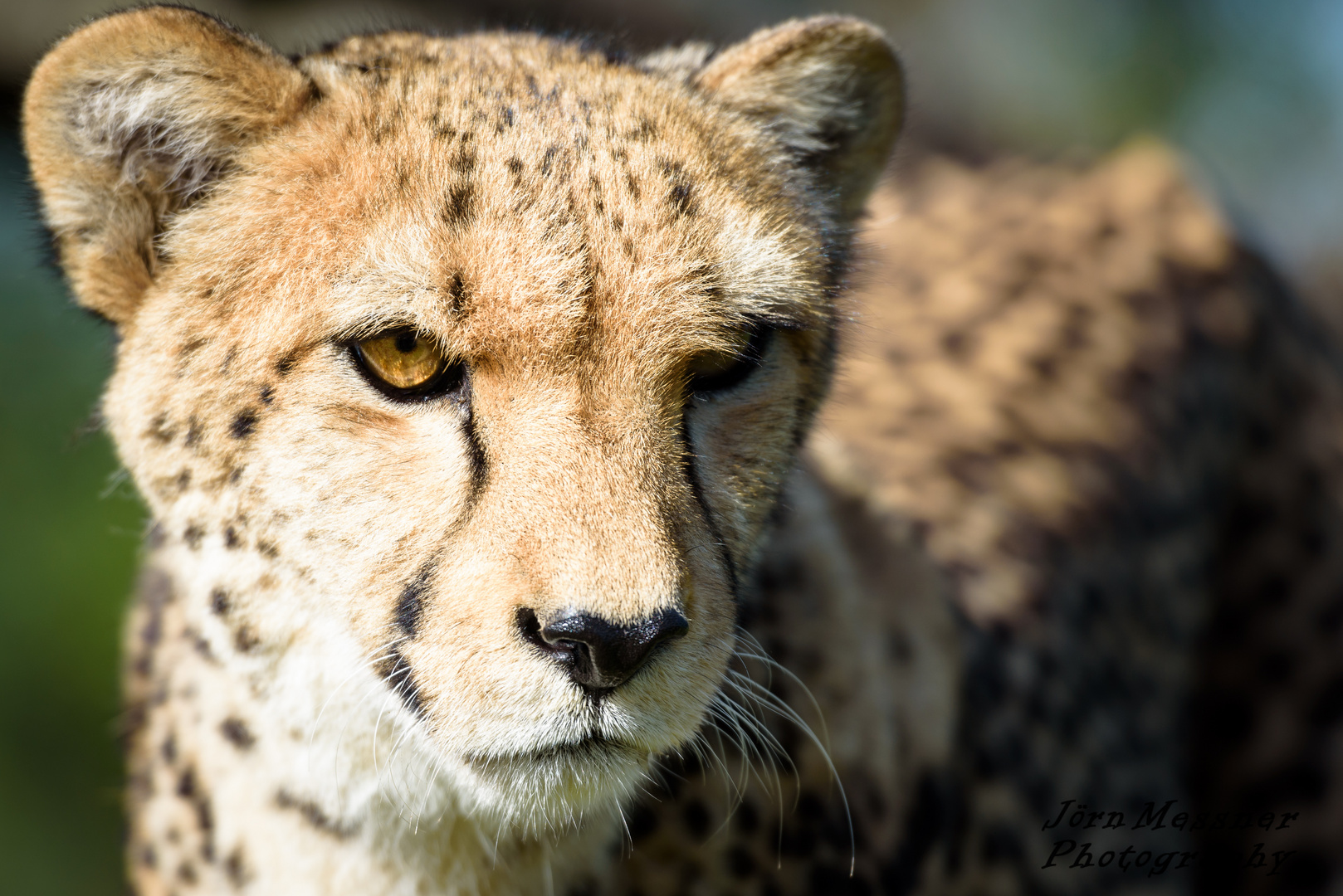 Gepard