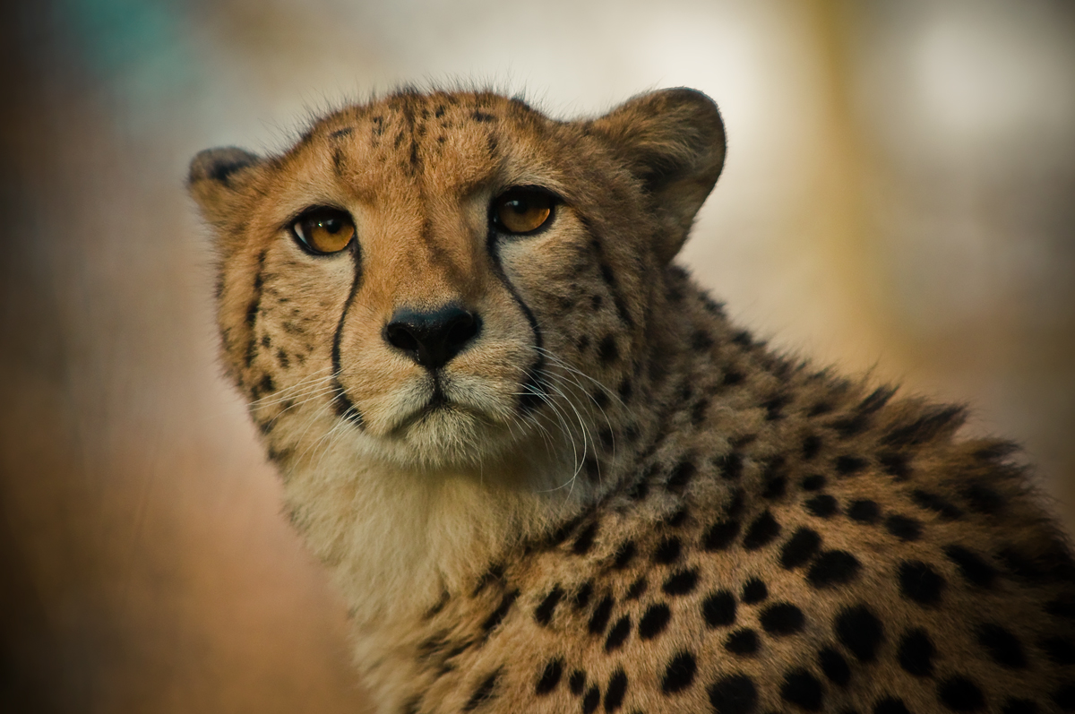 Gepard