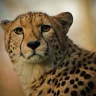 Gepard